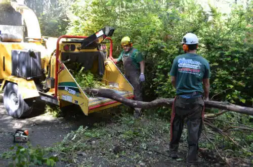 tree services Diablo Grande